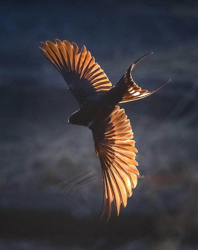 Ласточка фото превью