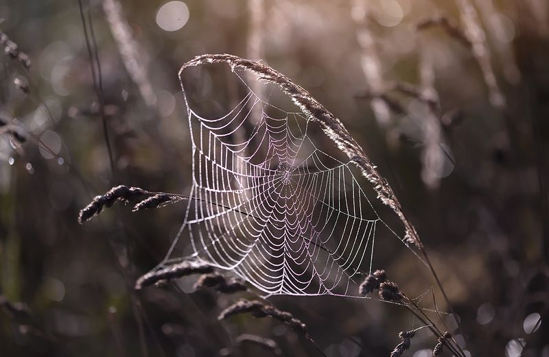 Autumn фото превью