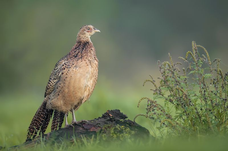 Panienka do wzięcia фото превью