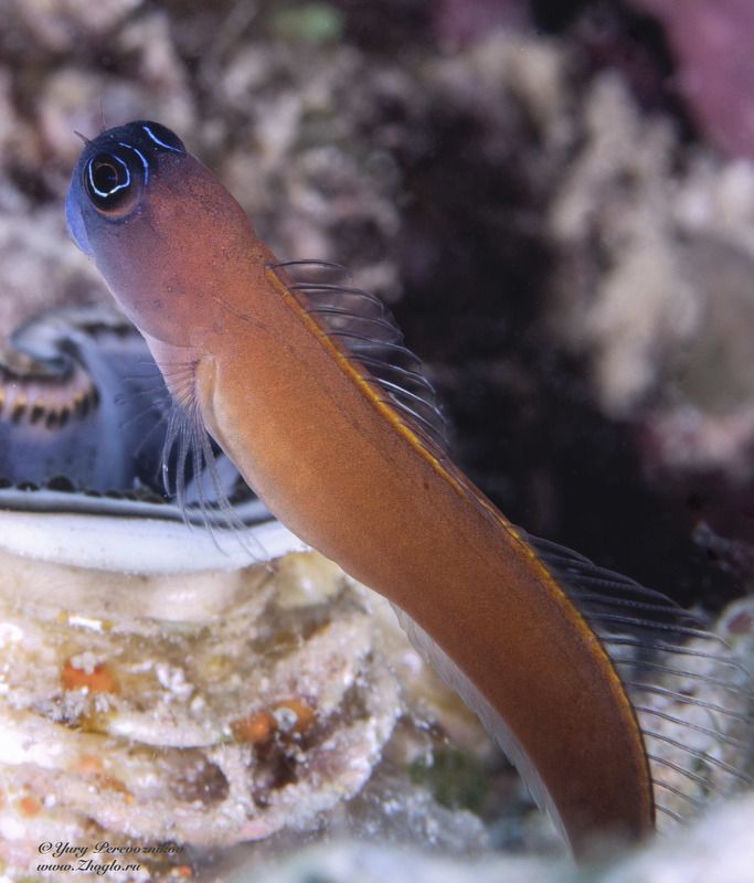 подводное фото подводный мир хургада египет жогло zhoglo красное море А вам слабо фото превью