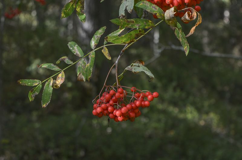 Лесные фотозарисовки. фото превью