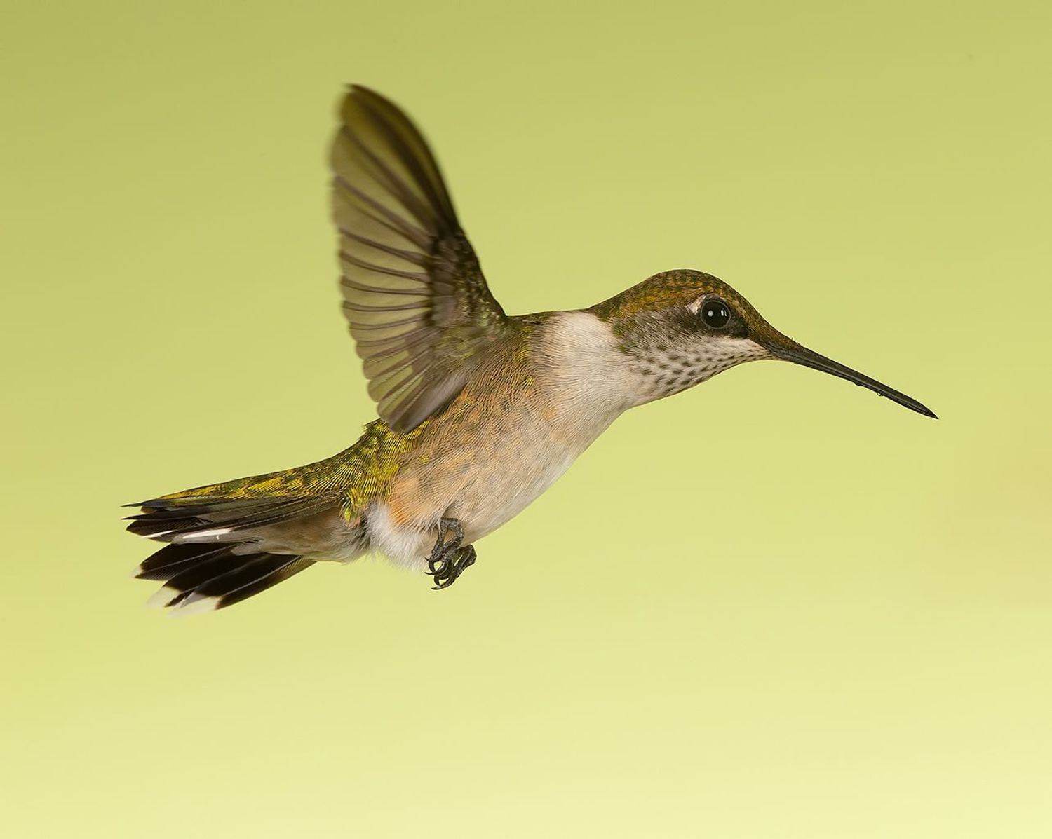колибри,ruby-throated hummingbird, hummingbird, Elizabeth Etkind