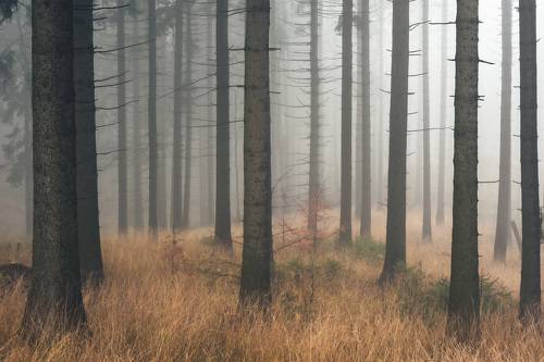 Misty morning in the woods