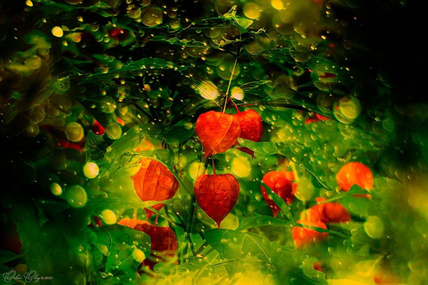 , Орлов Олег