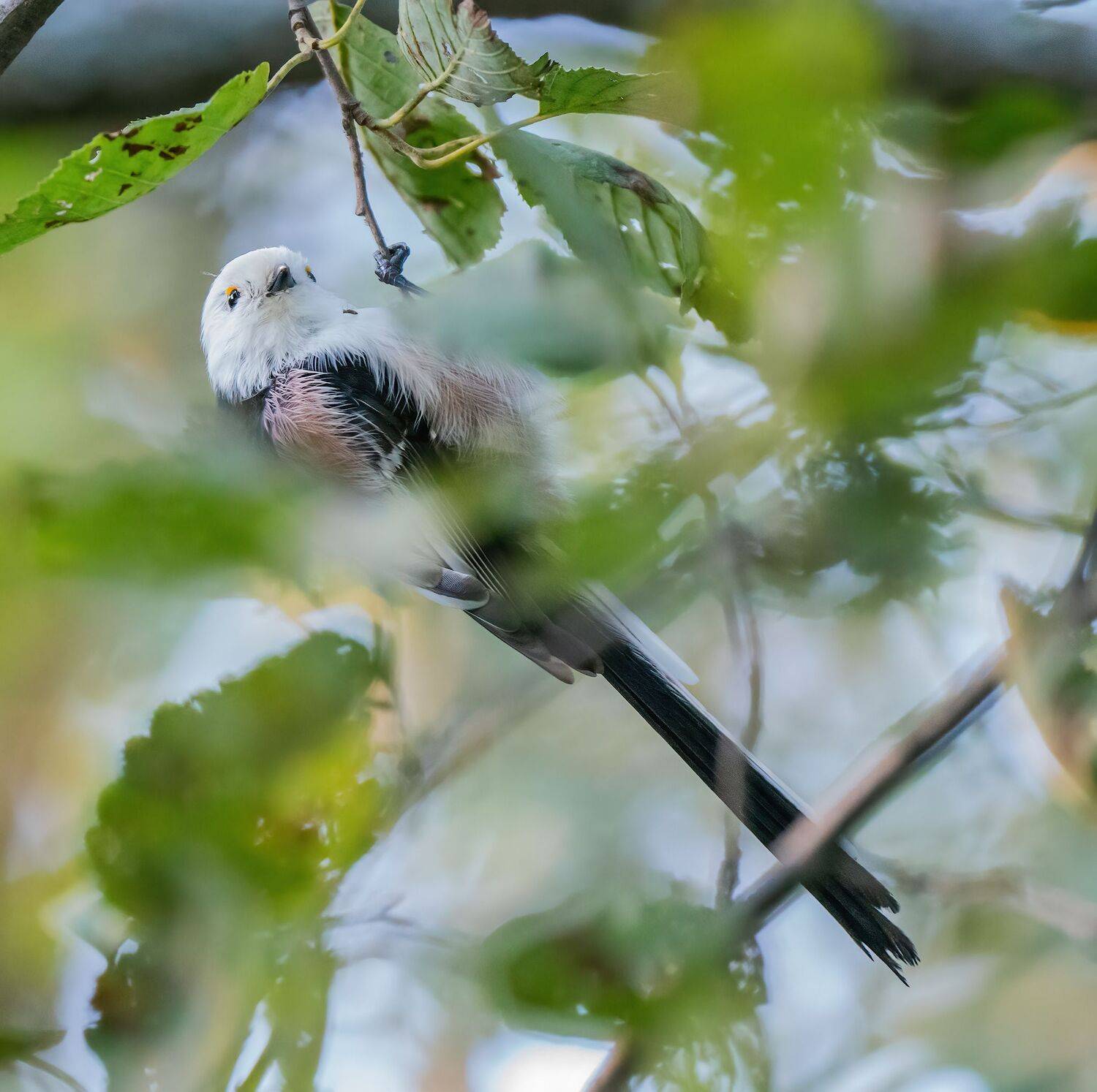 , Константин Дэм