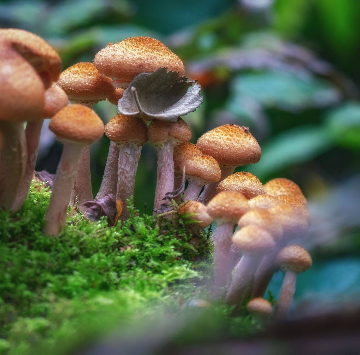 , Константин Дэм