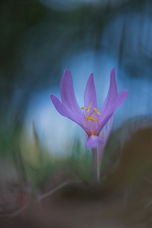 Colchico фото превью