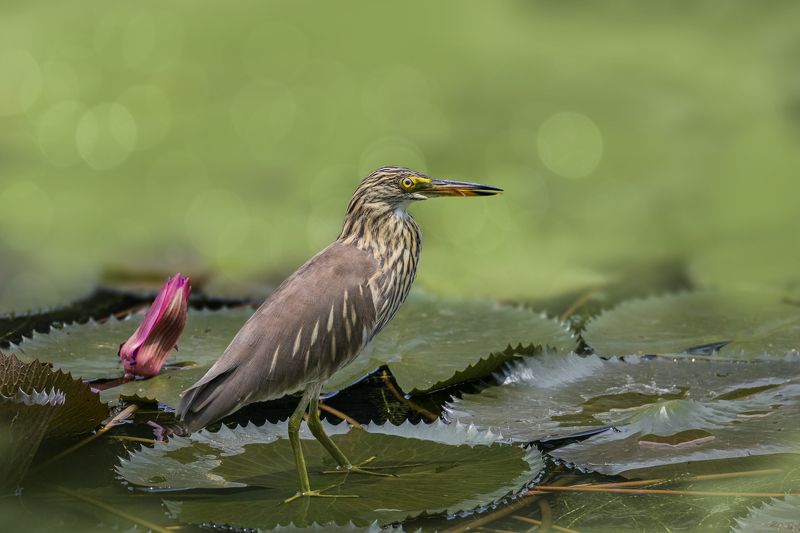 birds, animals, wildlife, heron, water bird, nature, animals in the wild, птицы, животные, пернатые, цапля, Дразнится фото превью