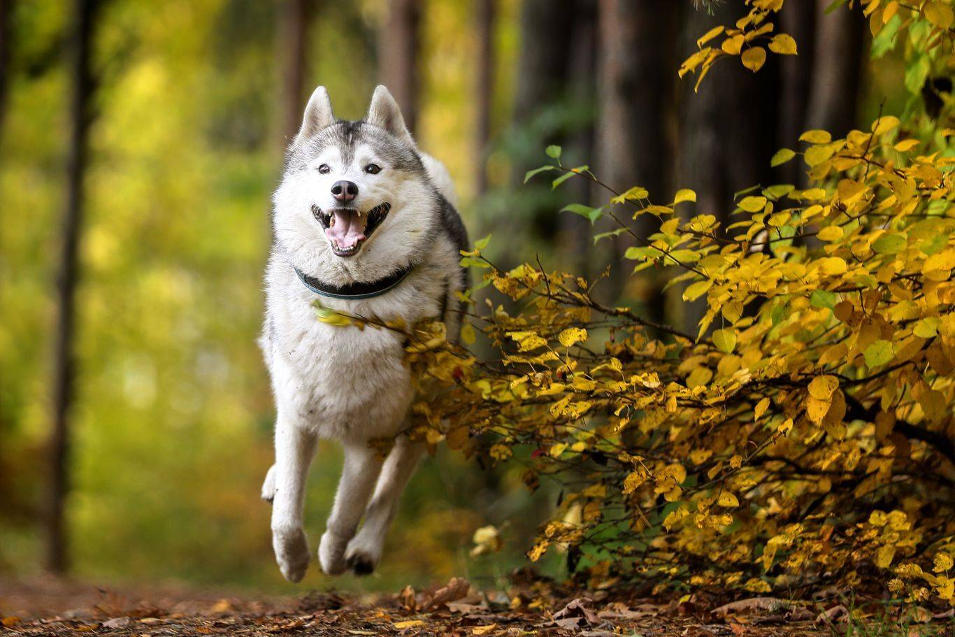 , Андрей Ершов