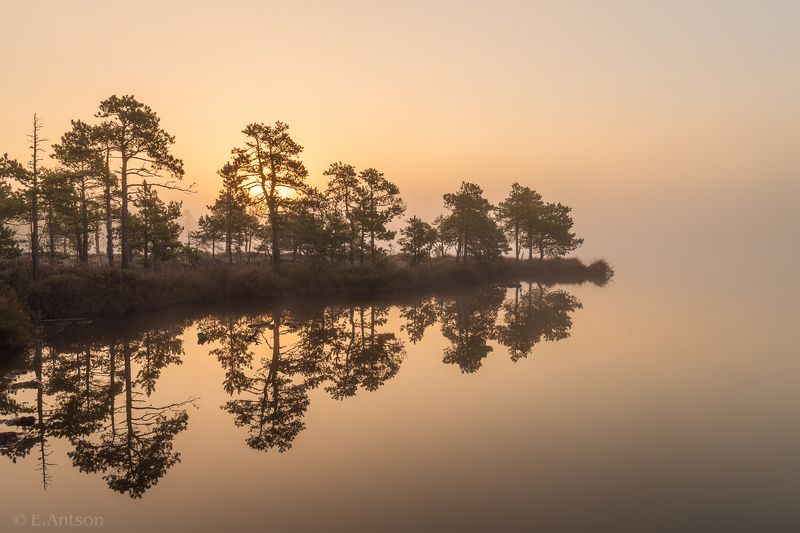 пейзаж, природа, болото, эстония Затерянные в тумане фото превью