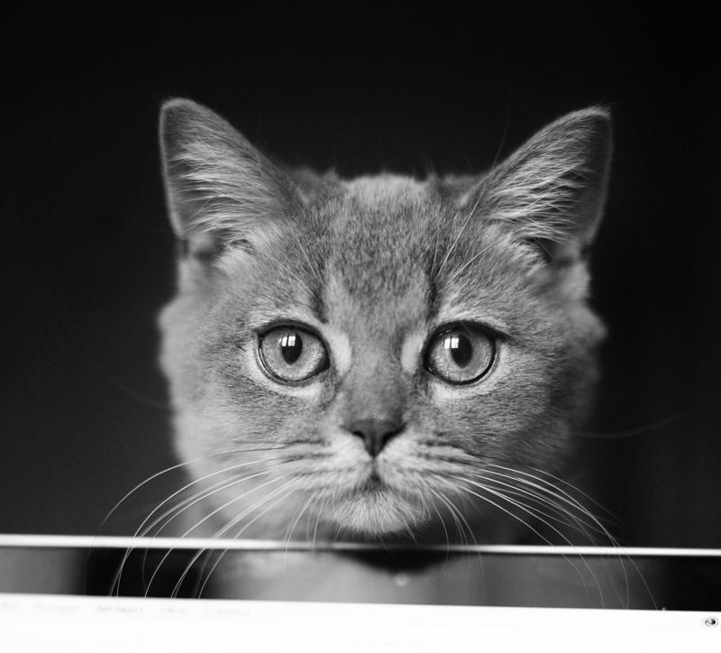 Портрет молодого кота фото превью