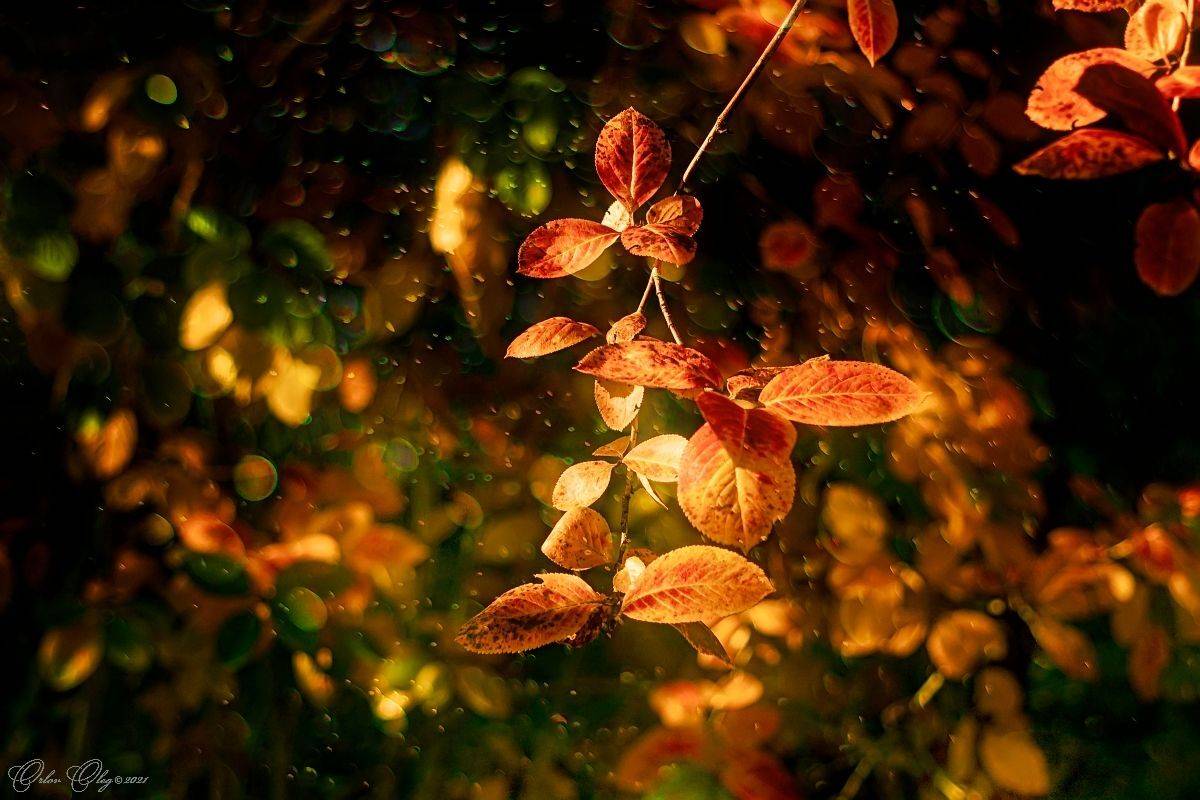 , Орлов Олег