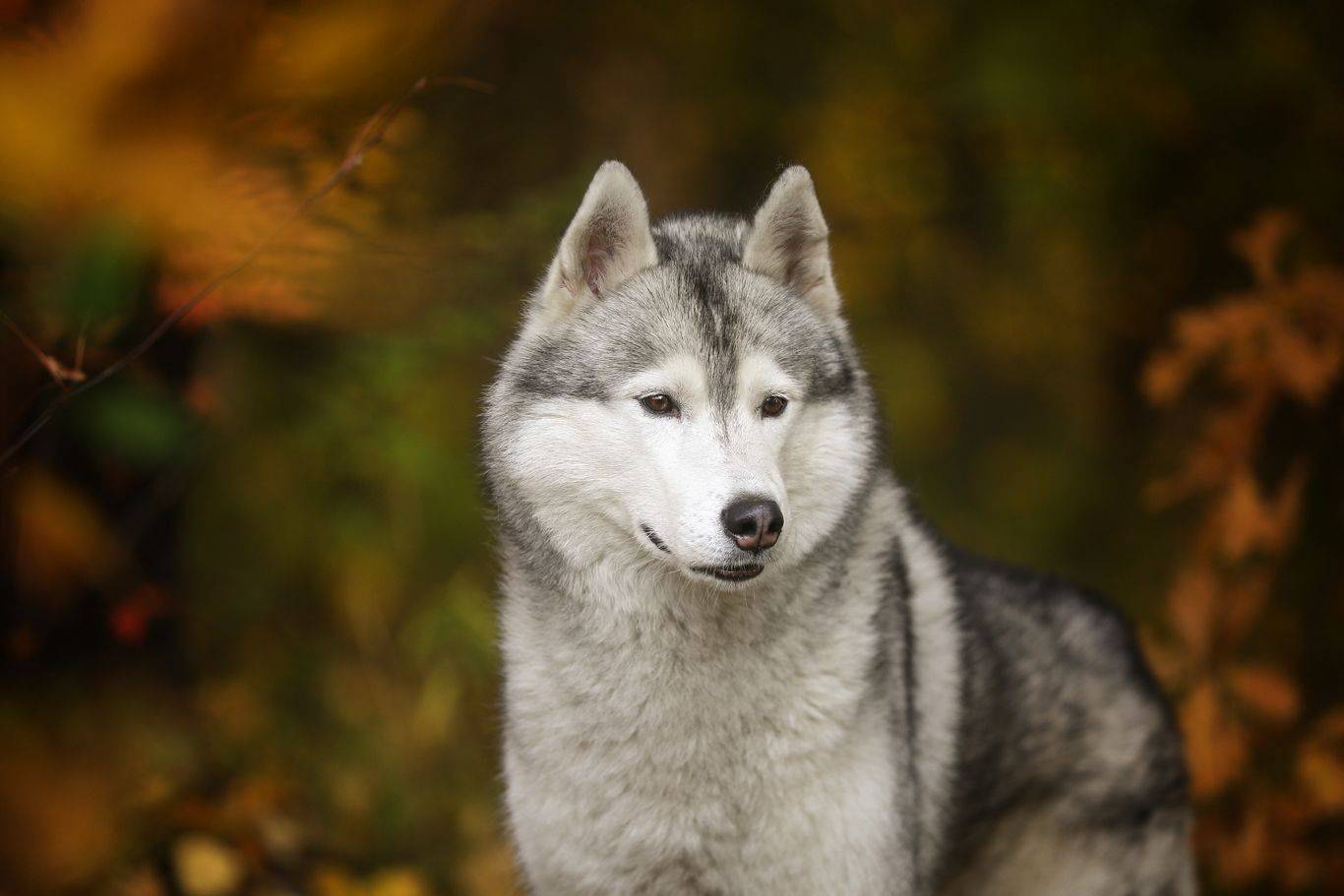 , Андрей Ершов