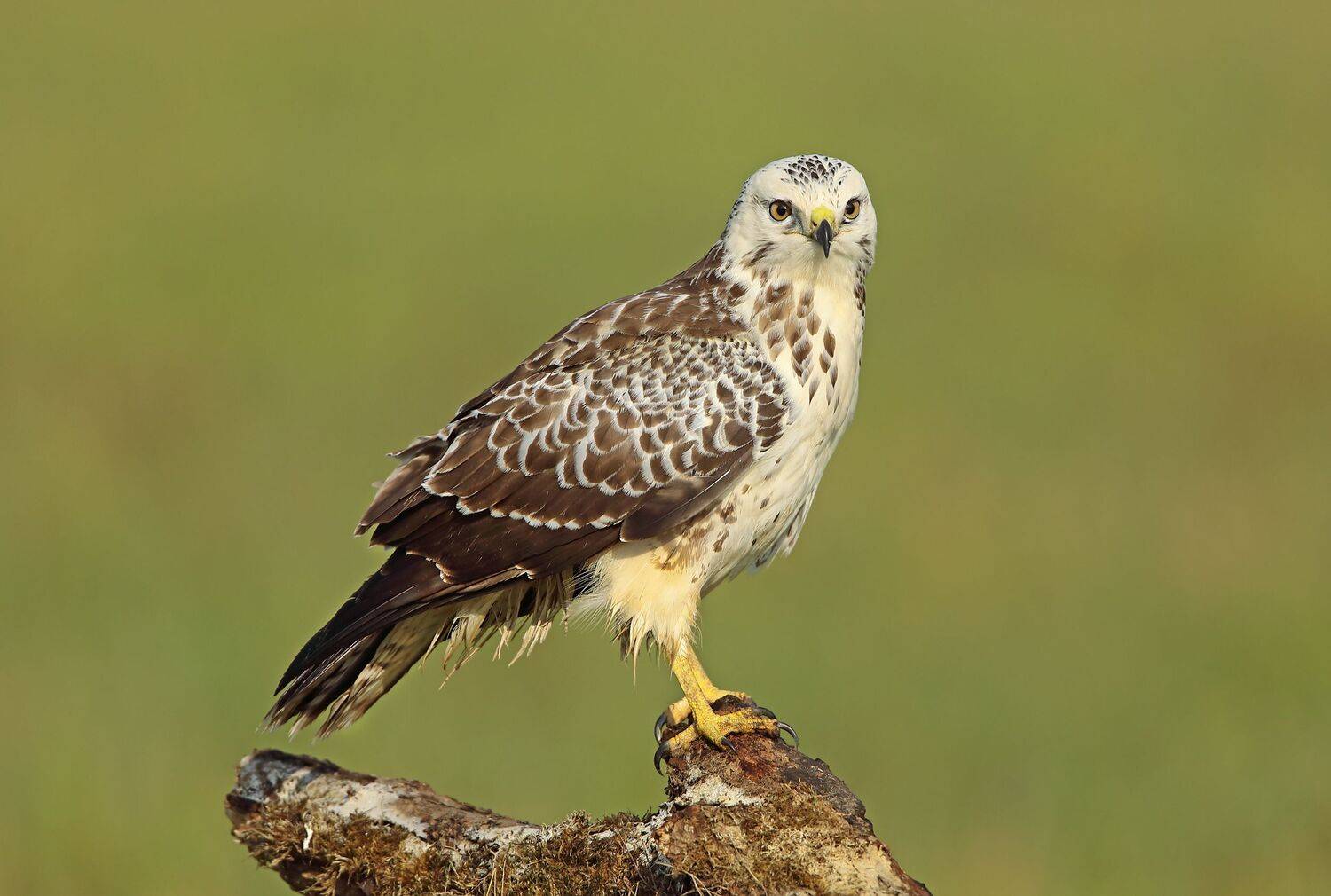 , Александр Гусар