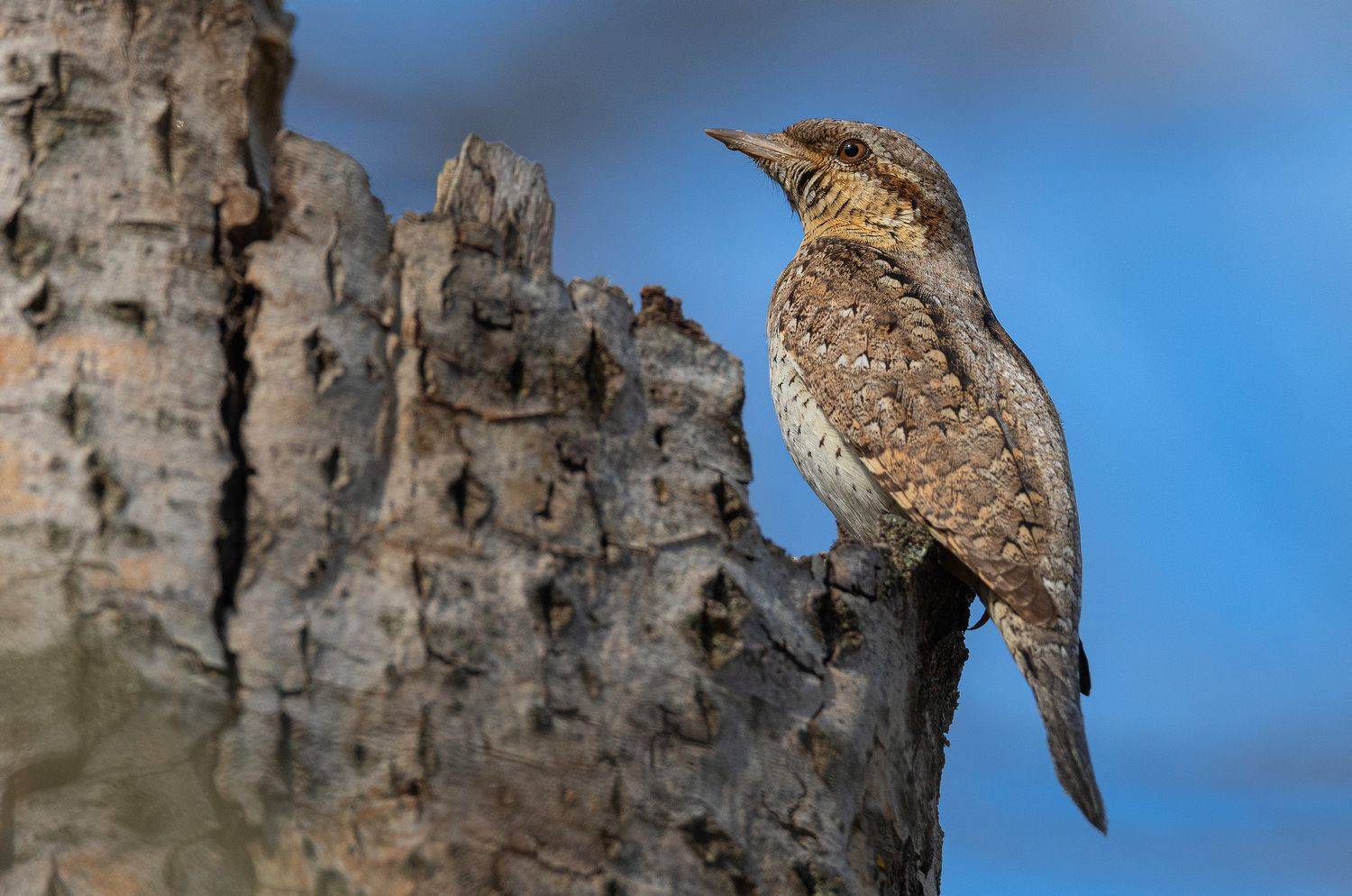 птица вертишейка, Руслан Сигушин