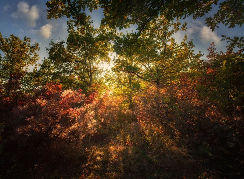 осень, пейзаж, свет, тень, деревья, кусты Осенний свет фото превью