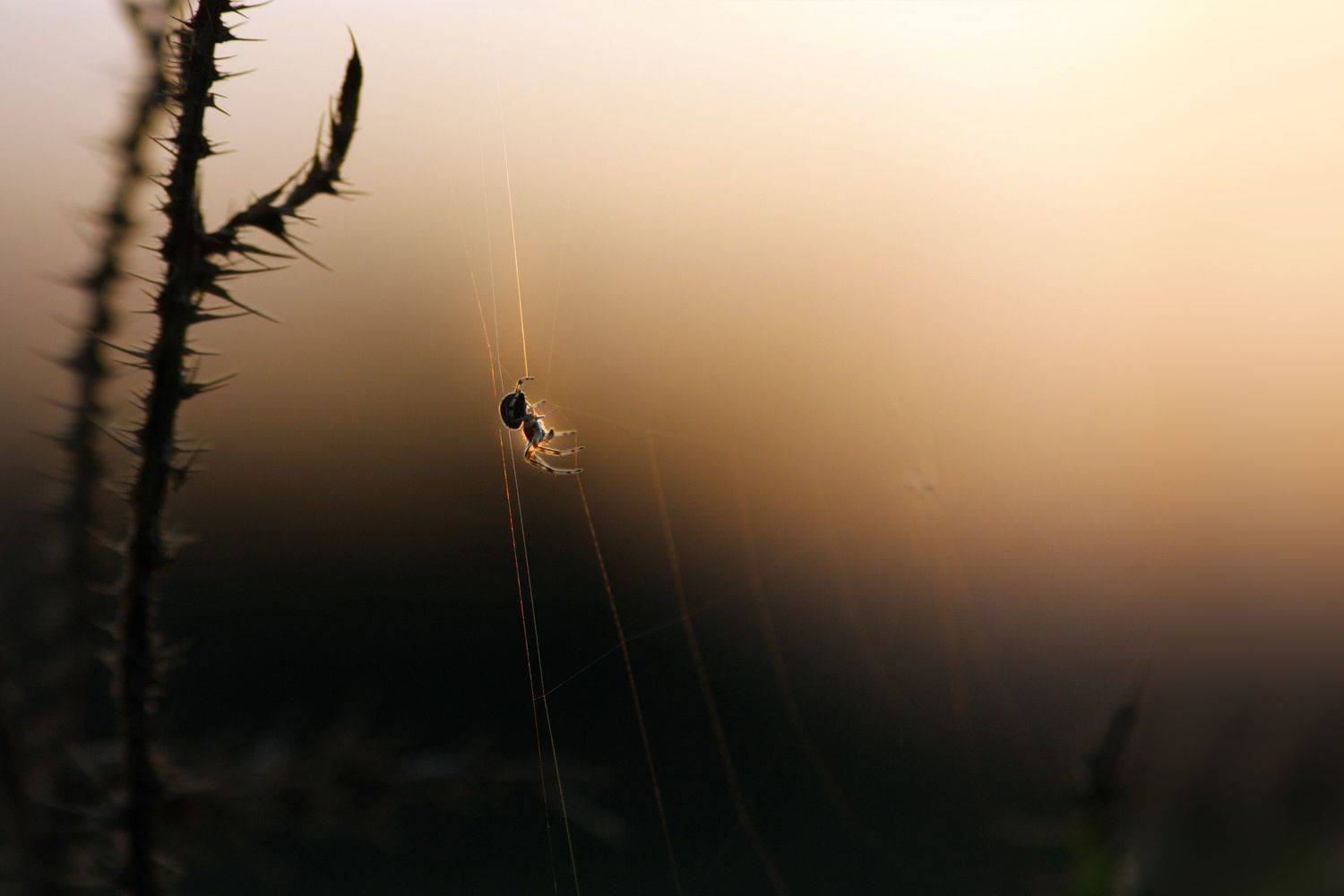 лето,  август,  вечер,  закат,  паучок,  паутинка,  на лугу,  около речки бирь, Ольга Заболотская