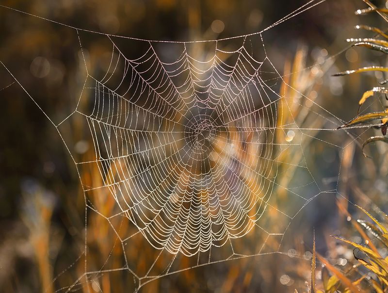 Autumn фото превью