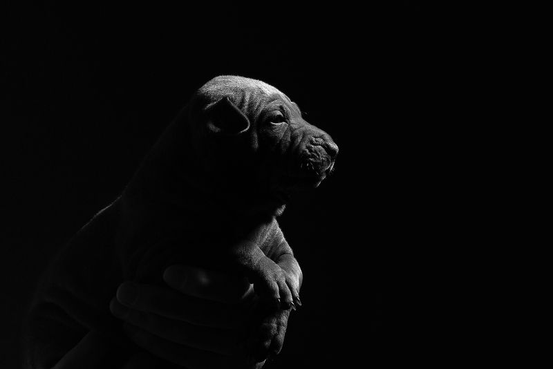 собака, животное, dog, тайский риджбек, щенок Малышка фото превью