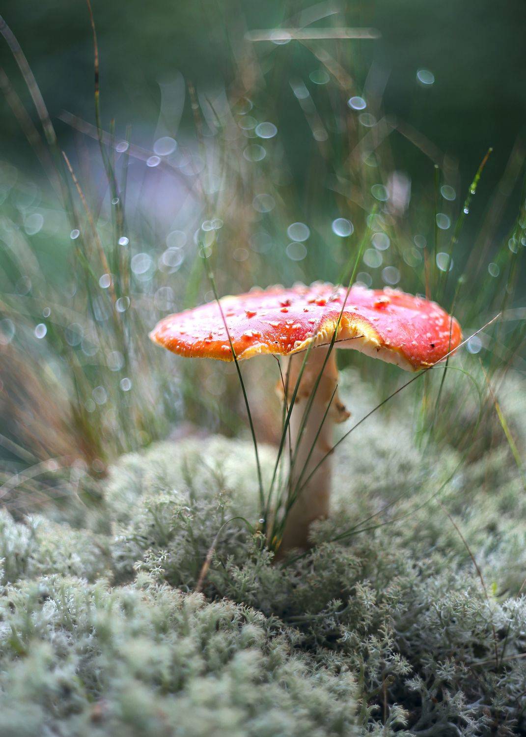 , Ирина Горюкина