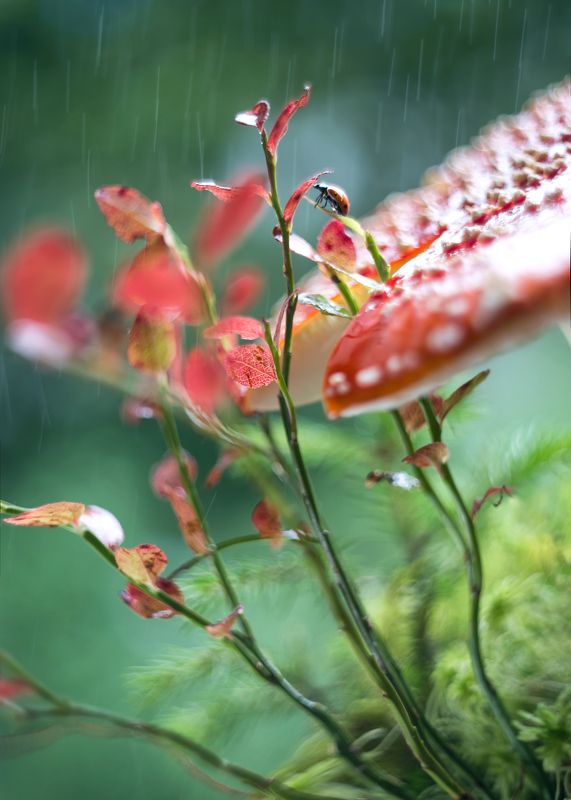 мухомор,гелиос 44-3,божья коровка,сказки осеннего леса, ирина горюкина,моя беларусь,брусничник Сказки осени фото превью