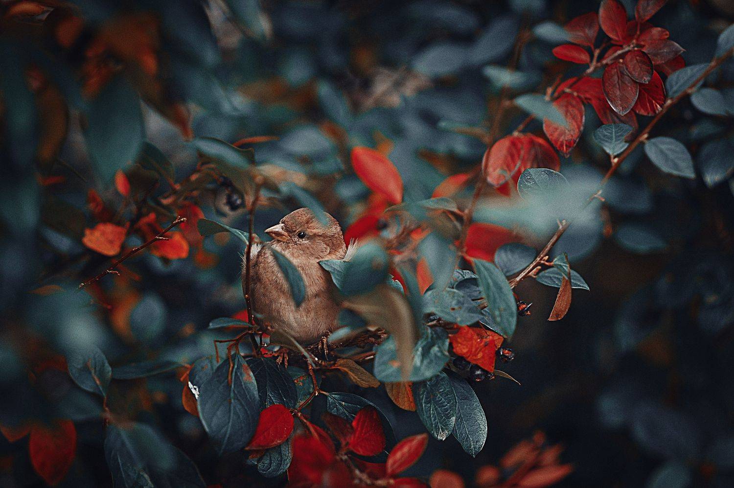 , Ксения Лысенкова