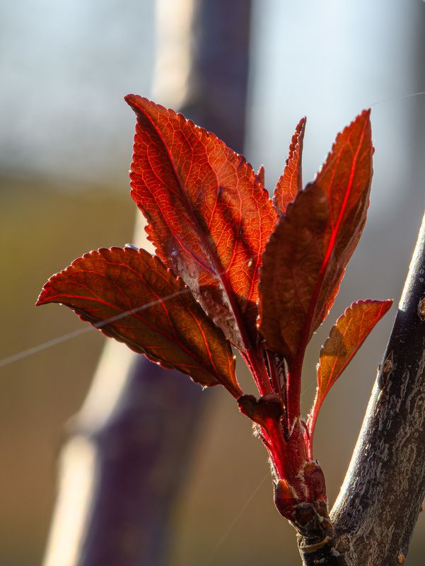 Red leaves фото превью