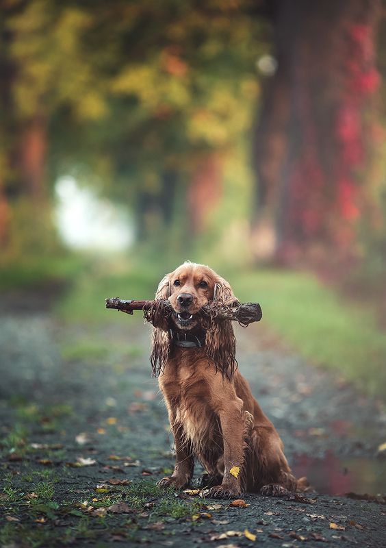 Autumn фото превью