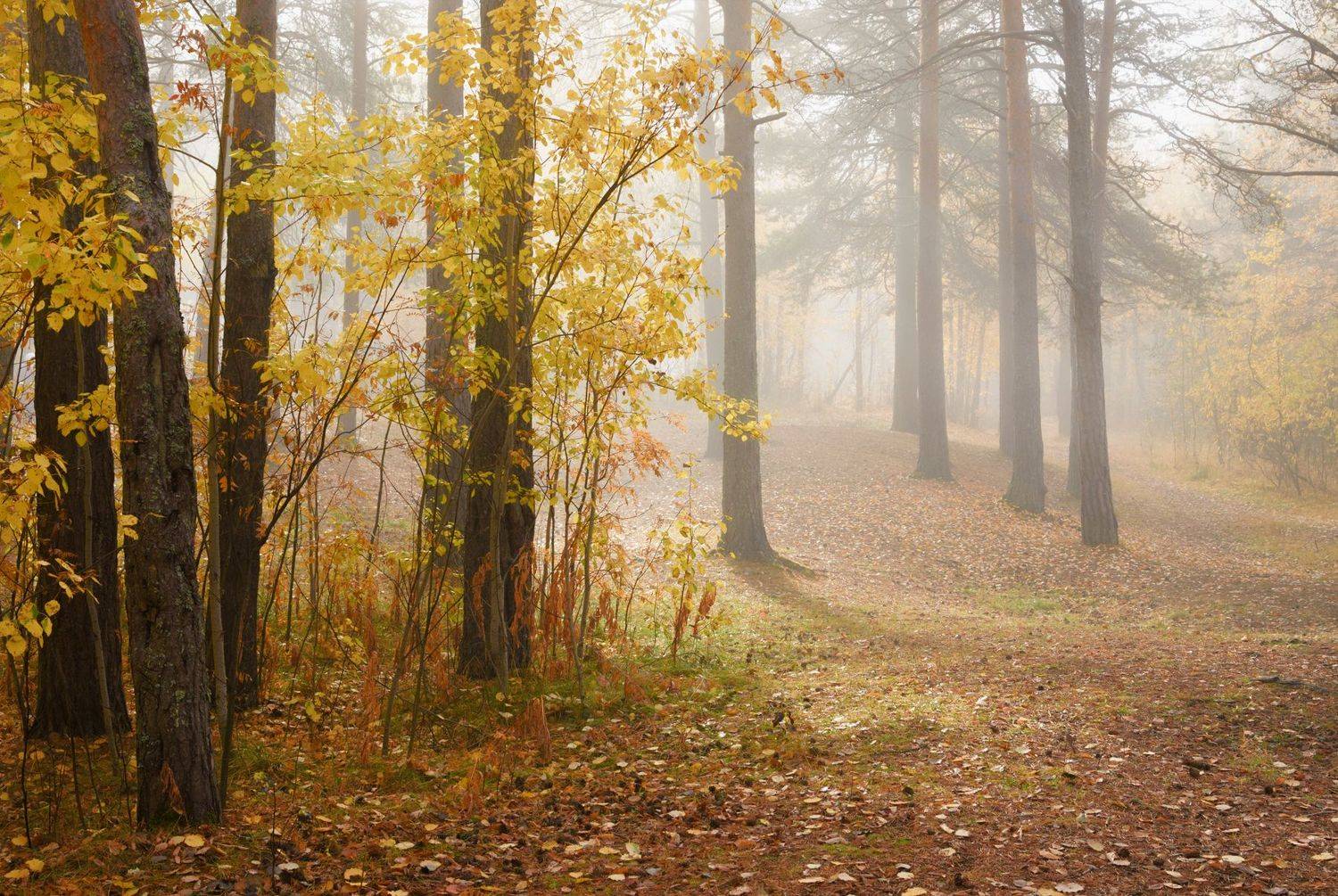 осень сентябрь утро туман лес тишина кусты деревья сосны осины листья, Ра Вера
