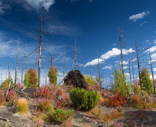 Осень в мёртвом лесу