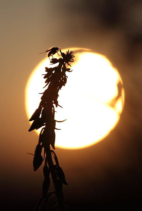 , Сергей Таланов