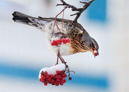 любимая ягода