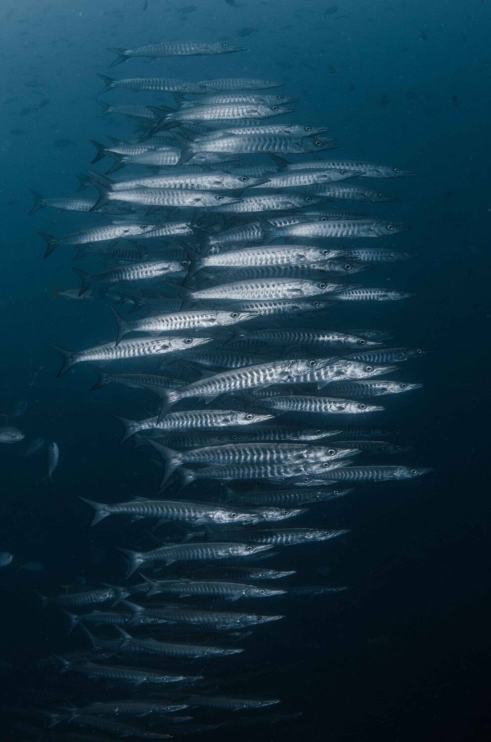 , Дмитрий Старостенков