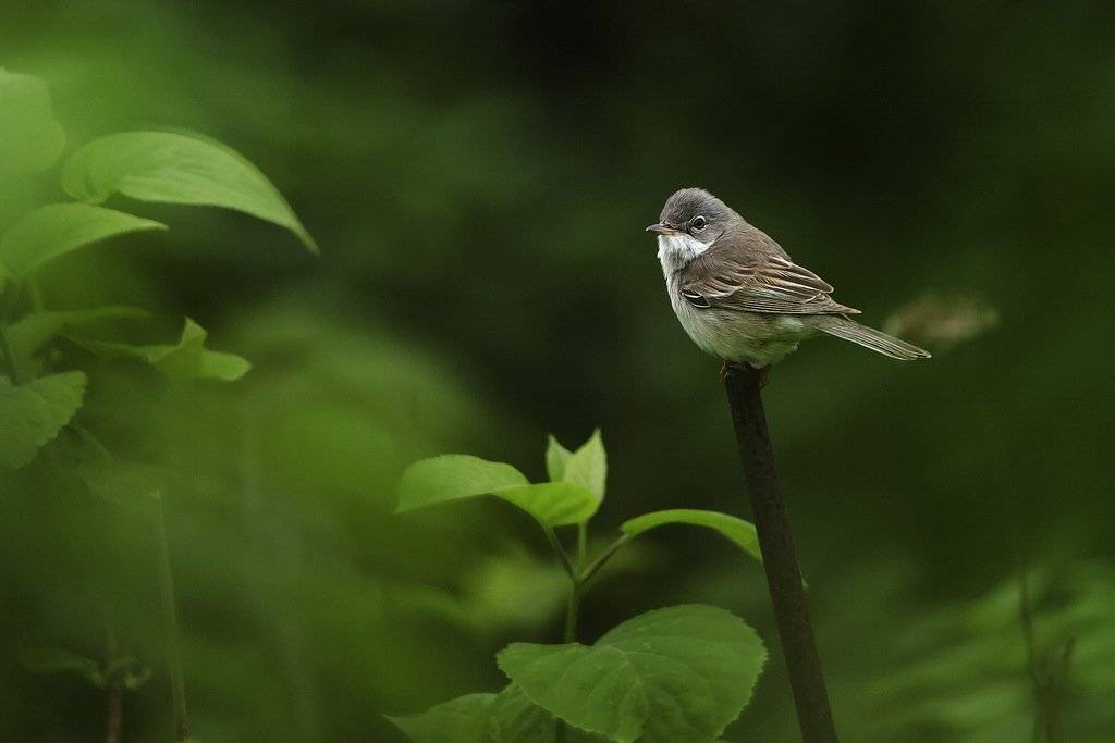 , Валерий Субачев