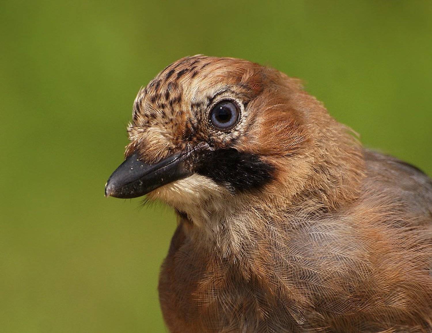 , Ирина Фурашова