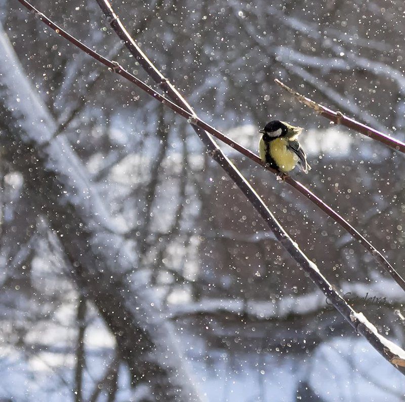 Синички фото превью