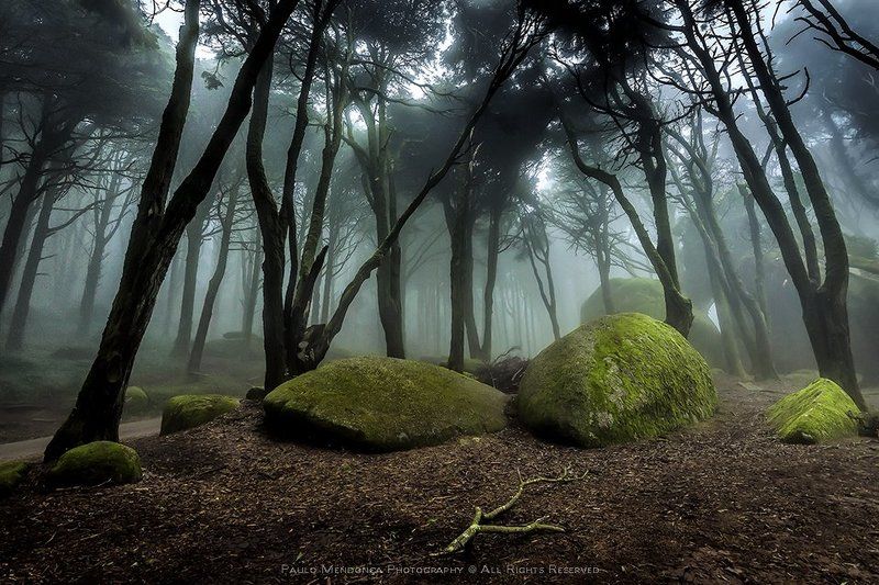 The Romantic Forest фото превью