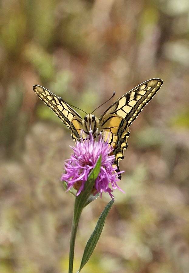 , Сергей Таланов
