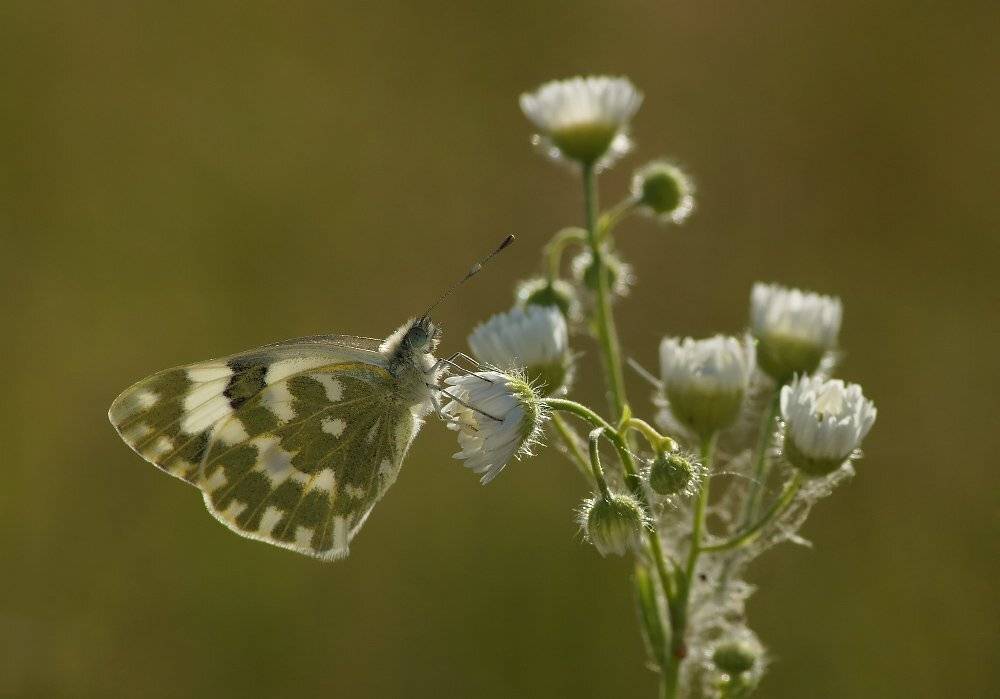 , Чепленко Алексей