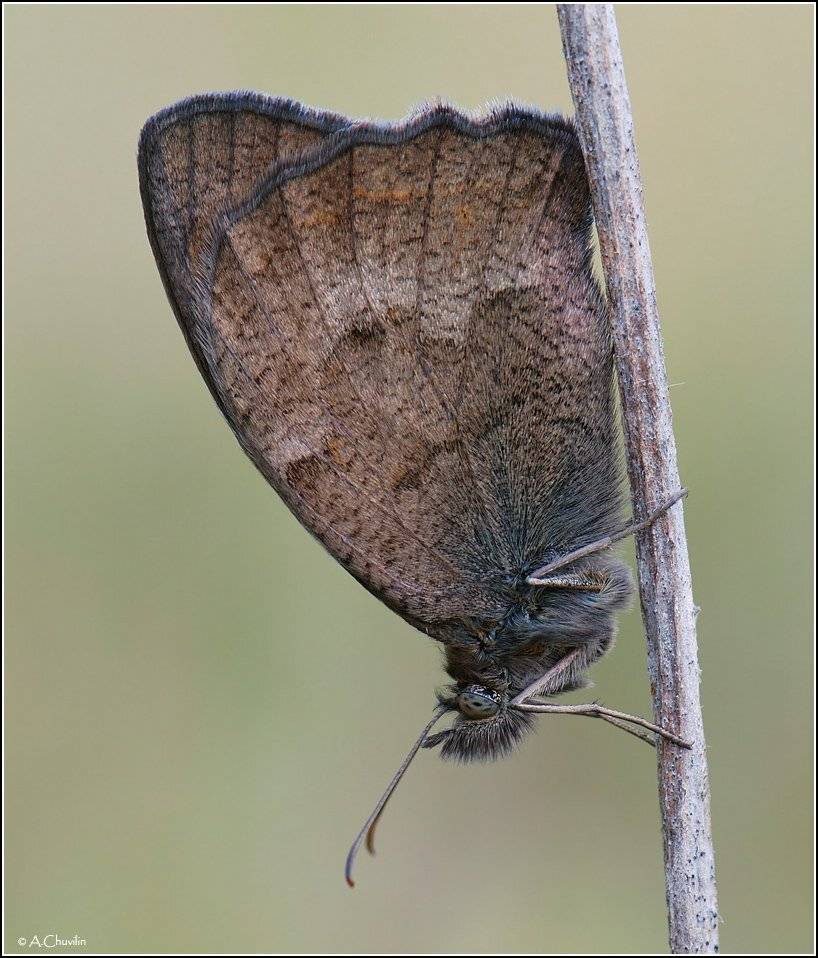 бабочка,сатир,ликаон,lycaon, Александр Чувилин