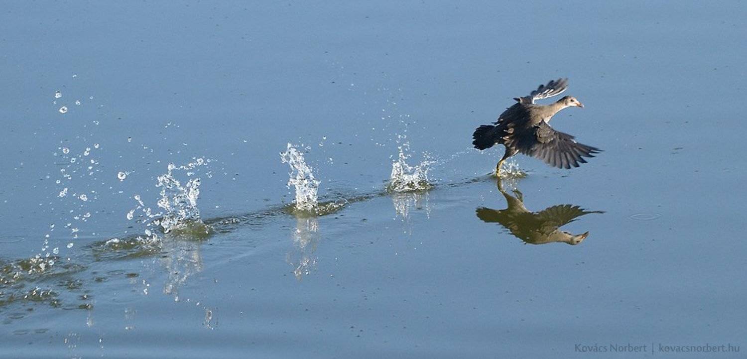 , Kov&aacute;cs Norbert