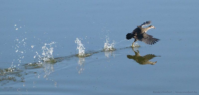 Sprint фото превью