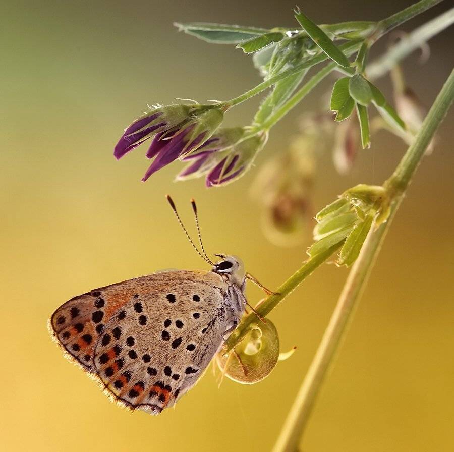 , Kasia  MYCATHERINA  Pietraszko