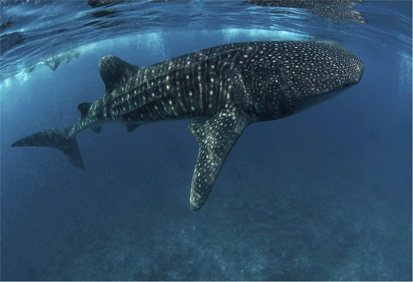 мальдивы, индийский океан, китовая акула, Сергей Гаспарян