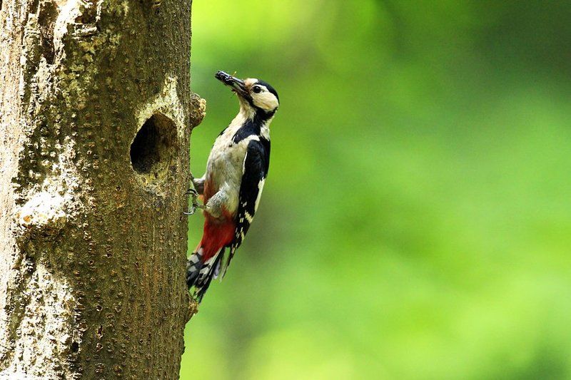 Autumnal woodpecker\'s brooding фото превью