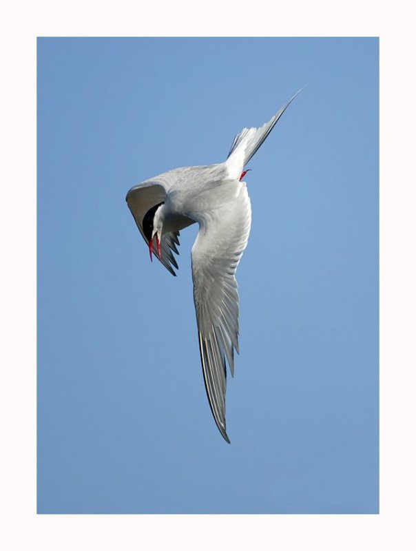 Балет фото превью