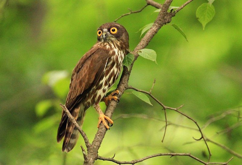 A brown hawk-owl фото превью