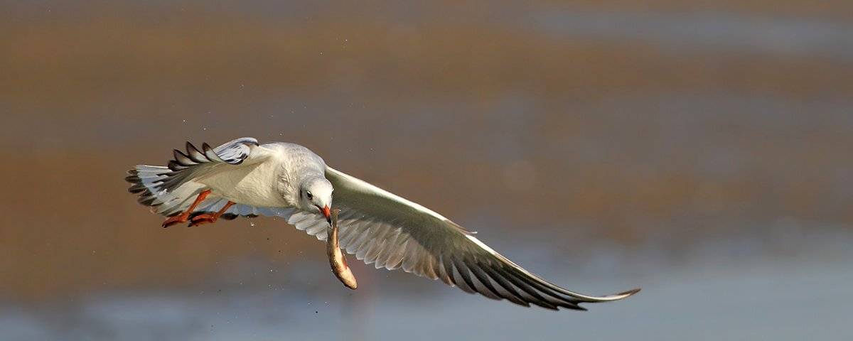 400mm, 7D, Animals, Birds, Fish, Gull, Животные, Птицы, Рыба, Чайка, Yuri Gomelsky