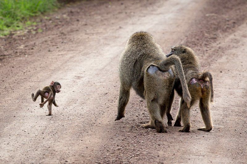 про бенджамина спока... фото превью