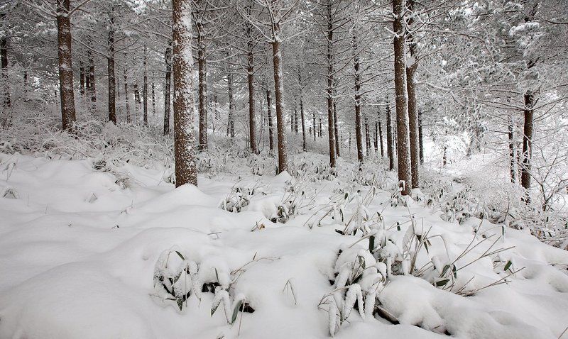 Snow in the woods фото превью